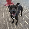 adoptable Dog in  named ROGER