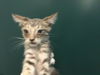 adoptable Cat in Thousand Palms, CA named SILVER