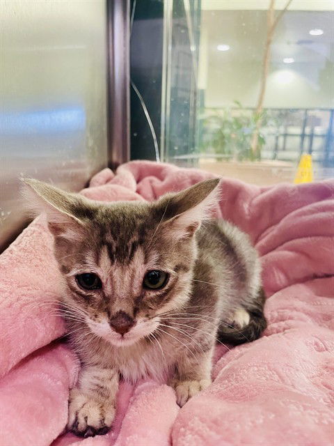 adoptable Cat in Thousand Palms, CA named SILVER