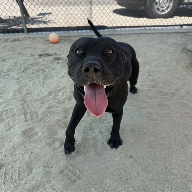 adoptable Dog in Thousand Palms, CA named JAX