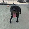 adoptable Dog in Thousand Palms, CA named JAX