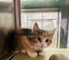 adoptable Cat in Thousand Palms, CA named LEIA