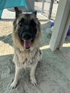 adoptable Dog in Thousand Palms, CA named MAX