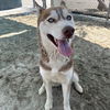 adoptable Dog in  named TESSA