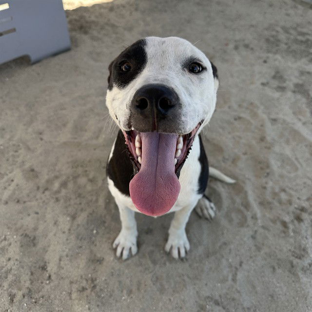 adoptable Dog in Thousand Palms, CA named PENELOPE