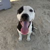 adoptable Dog in Thousand Palms, CA named PENELOPE