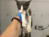 adoptable Cat in Thousand Palms, CA named TROY