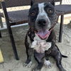 adoptable Dog in  named KORA
