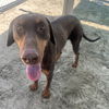adoptable Dog in  named DWIGHT