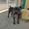 adoptable Dog in  named BLUE
