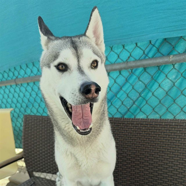 adoptable Dog in Thousand Palms, CA named BALTO