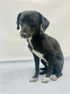 adoptable Dog in  named CHANCE