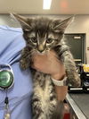 adoptable Cat in Thousand Palms, CA named GOSLIN