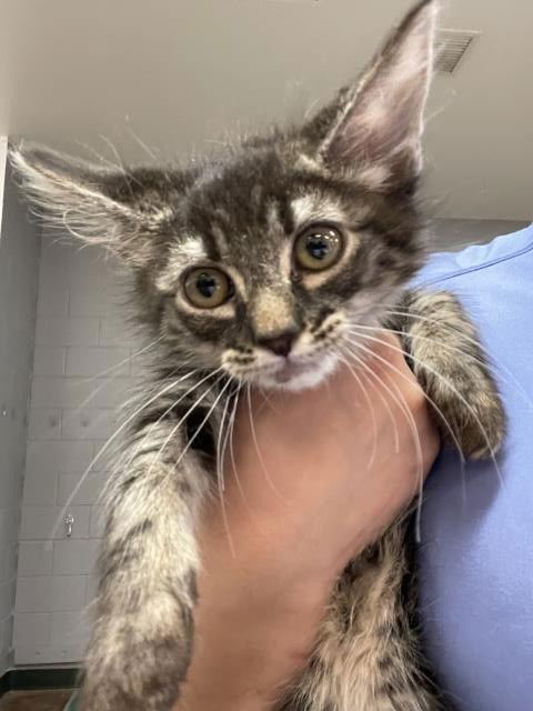 adoptable Cat in Thousand Palms, CA named DUEY