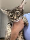 adoptable Cat in Thousand Palms, CA named DUEY