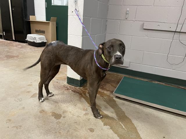 adoptable Dog in Thousand Palms, CA named MARLEY