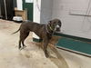 adoptable Dog in Thousand Palms, CA named MARLEY