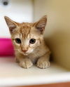 adoptable Cat in Thousand Palms, CA named CHARMELEON