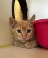adoptable Cat in Thousand Palms, CA named CHARMANDER