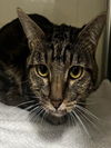 adoptable Cat in Thousand Palms, CA named ELSA