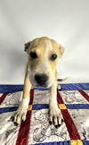 adoptable Dog in Thousand Palms, CA named CONNOR