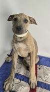 adoptable Dog in Thousand Palms, CA named CHLOE