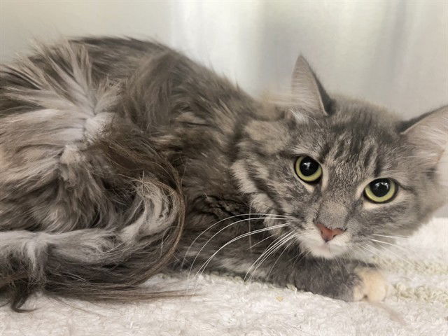 adoptable Cat in Thousand Palms, CA named MILLIE