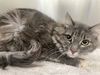 adoptable Cat in Thousand Palms, CA named MILLIE
