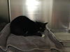 adoptable Cat in Thousand Palms, CA named PETE