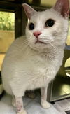 adoptable Cat in Thousand Palms, CA named SNOWBALL