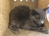 adoptable Cat in Thousand Palms, CA named A1867966