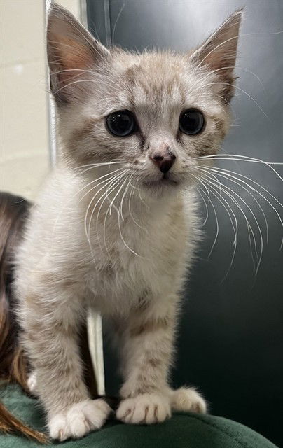 adoptable Cat in Thousand Palms, CA named SUKI