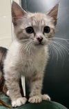 adoptable Cat in Thousand Palms, CA named SUKI