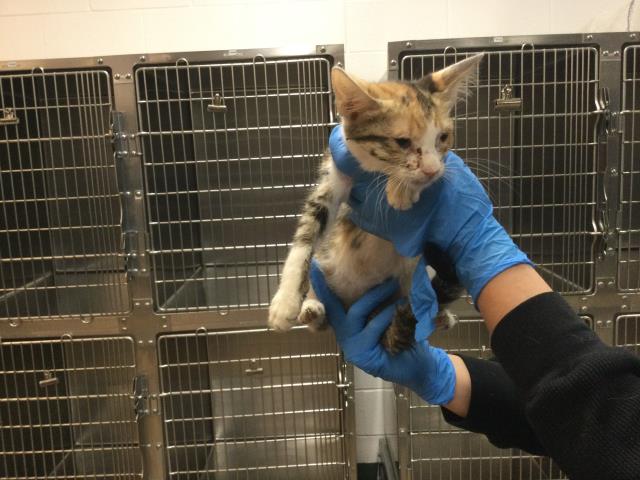 adoptable Cat in Thousand Palms, CA named MOLLY