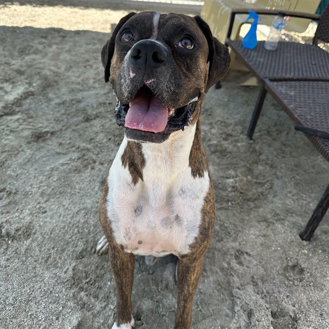 adoptable Dog in Thousand Palms, CA named ASTRO