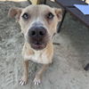 adoptable Dog in Thousand Palms, CA named MORTICIA