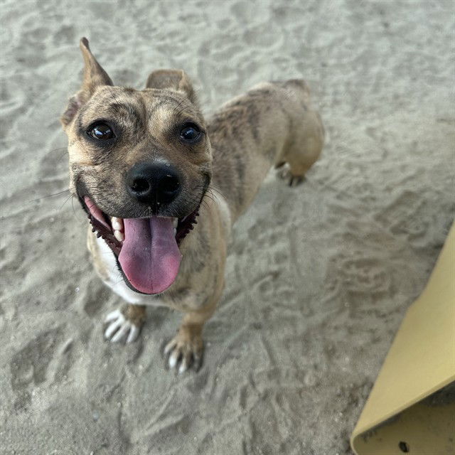 adoptable Dog in Thousand Palms, CA named A1868700
