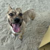 adoptable Dog in Thousand Palms, CA named A1868700