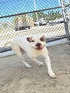 adoptable Dog in Thousand Palms, CA named A1724465