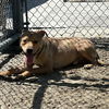 adoptable Dog in  named LUKE