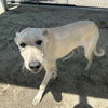 adoptable Dog in  named ELAIN