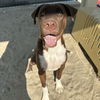 adoptable Dog in Thousand Palms, CA named JELLY BEAN