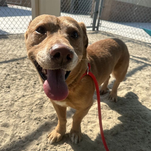 adoptable Dog in Thousand Palms, CA named DUDE