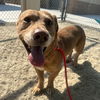 adoptable Dog in Thousand Palms, CA named DUDE