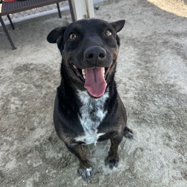 adoptable Dog in Thousand Palms, CA named A1868488