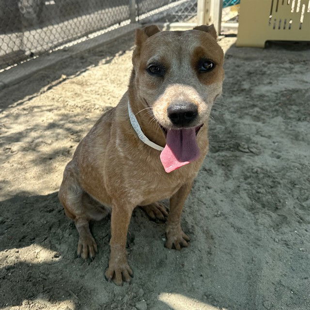 adoptable Dog in Thousand Palms, CA named BOBBI