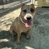 adoptable Dog in Thousand Palms, CA named BOBBI