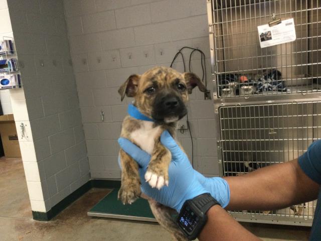 adoptable Dog in Thousand Palms, CA named CASSIUS