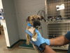 adoptable Dog in Thousand Palms, CA named CASSIUS
