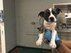 adoptable Dog in Thousand Palms, CA named BRENDA
